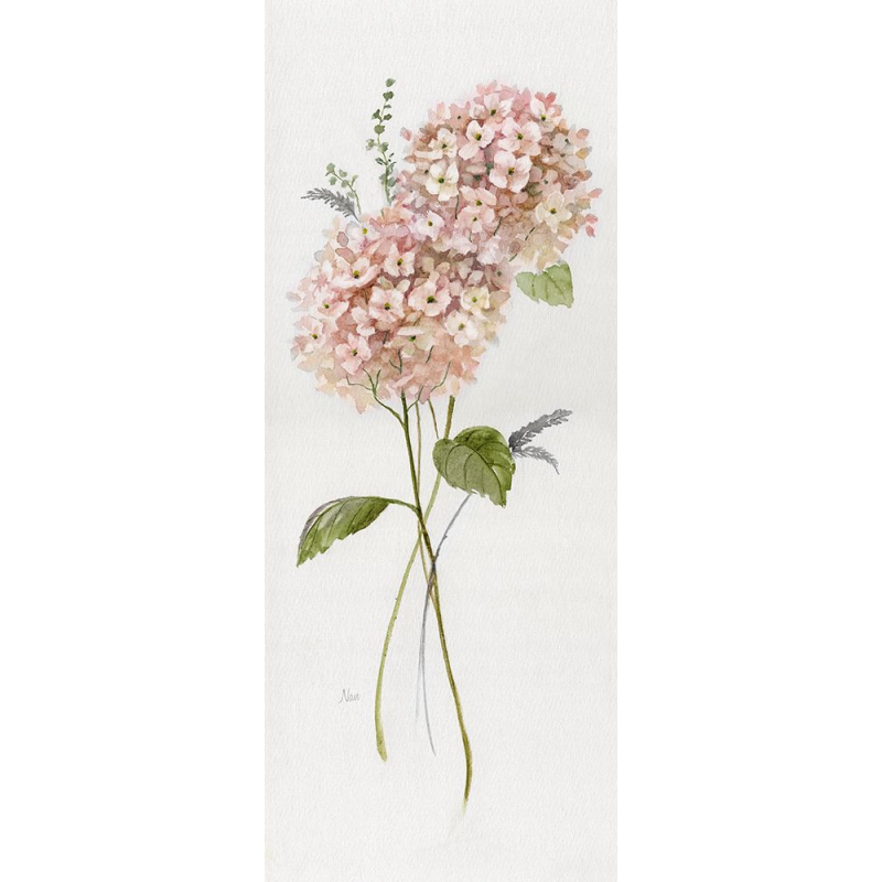 Broskvové hortenzie I