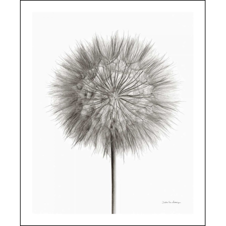 Pampeliška chmýří na bílém podkladu