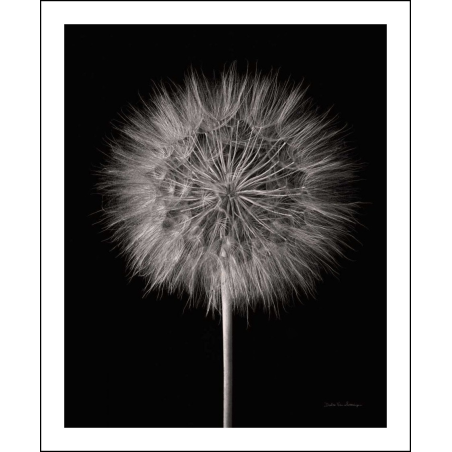 Pampeliška chmýří na černém podkladu