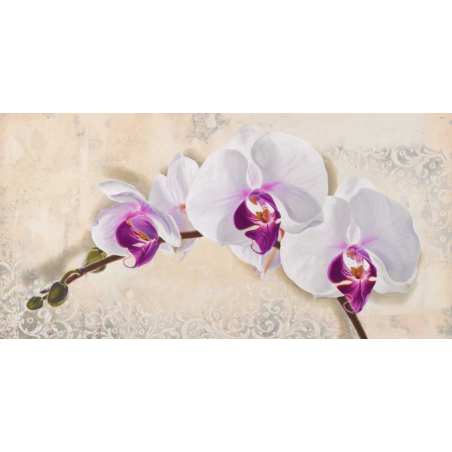 obraz orchideje