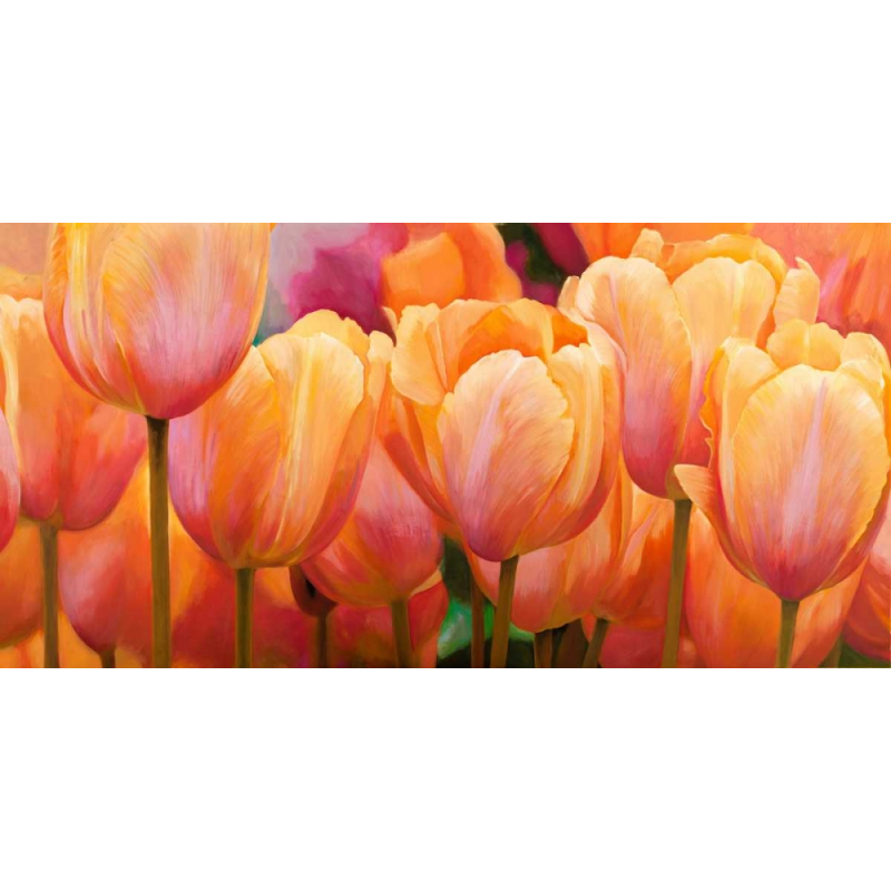 Obraz Letní tulipány Obraz Letní tulipány