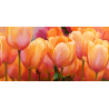 Obraz Letní tulipány