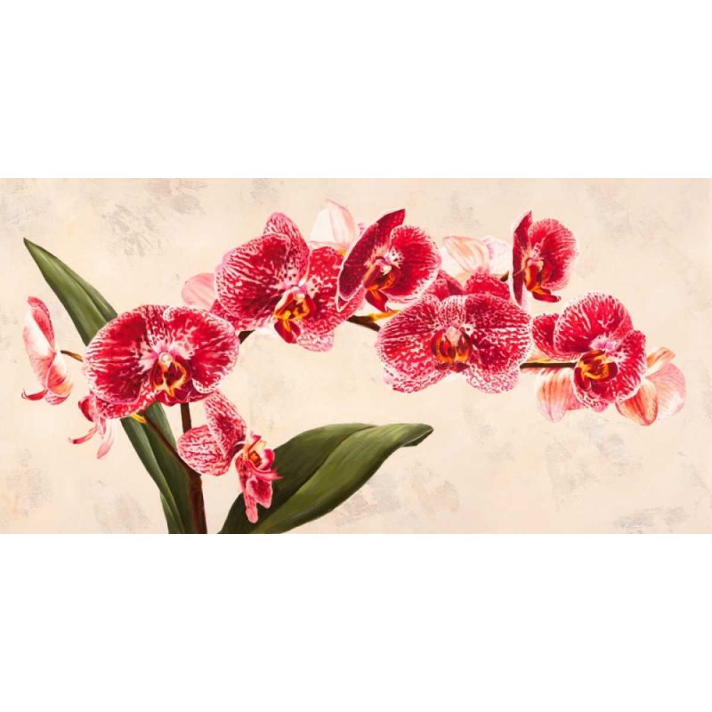 Orchidej 13