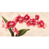 Orchidej 13
