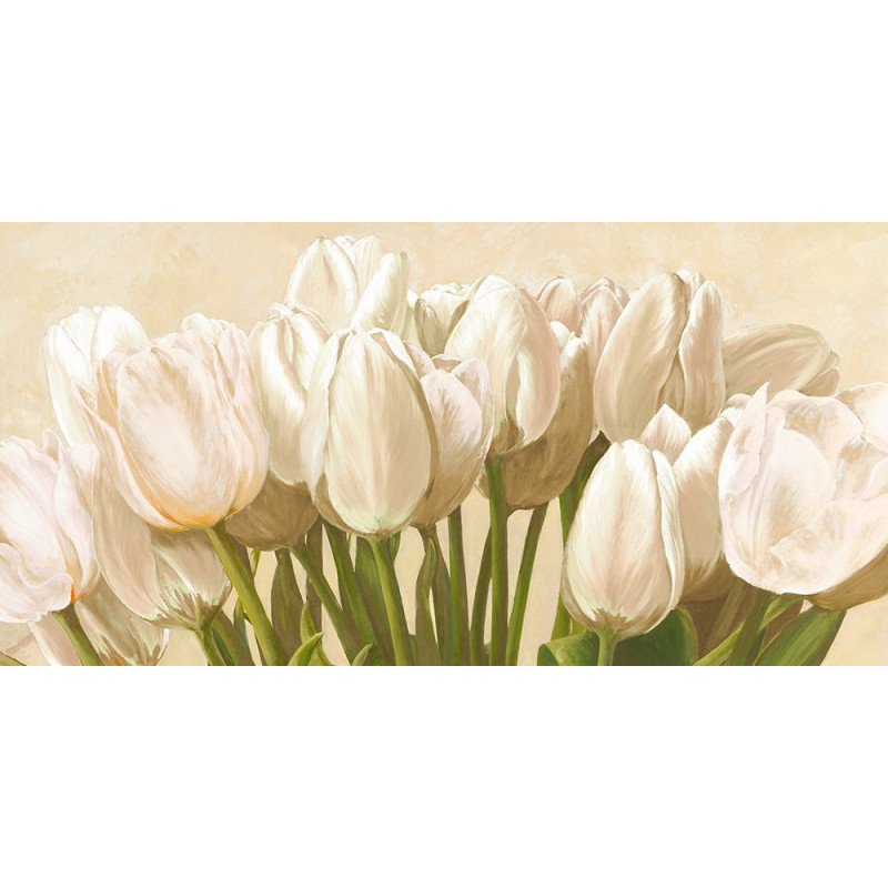 Bílé tulipány Bílé tulipány