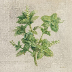 Rustikální bylinky - šalvěj